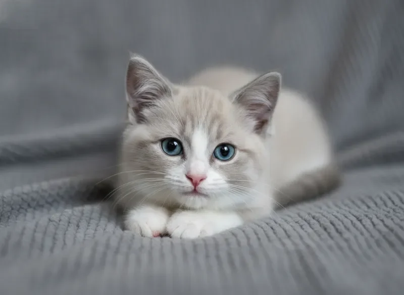 Milo - Blue Mitted Ragdoll Kitten