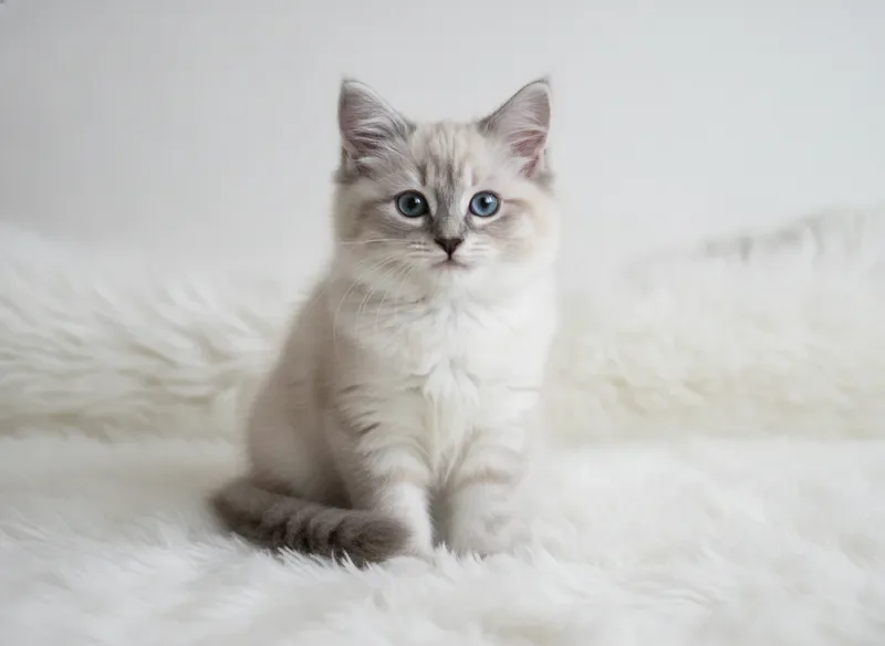 Daisy - Blue-Cream Point Ragdoll Kitten
