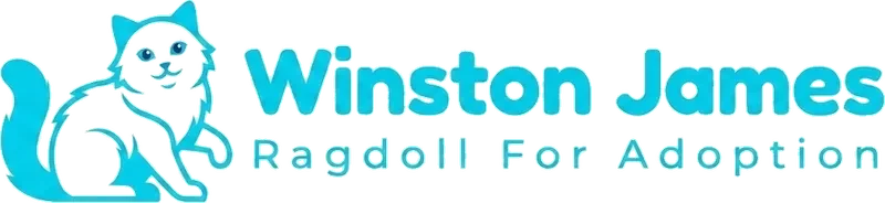 Winston James Ragdoll For Adoption