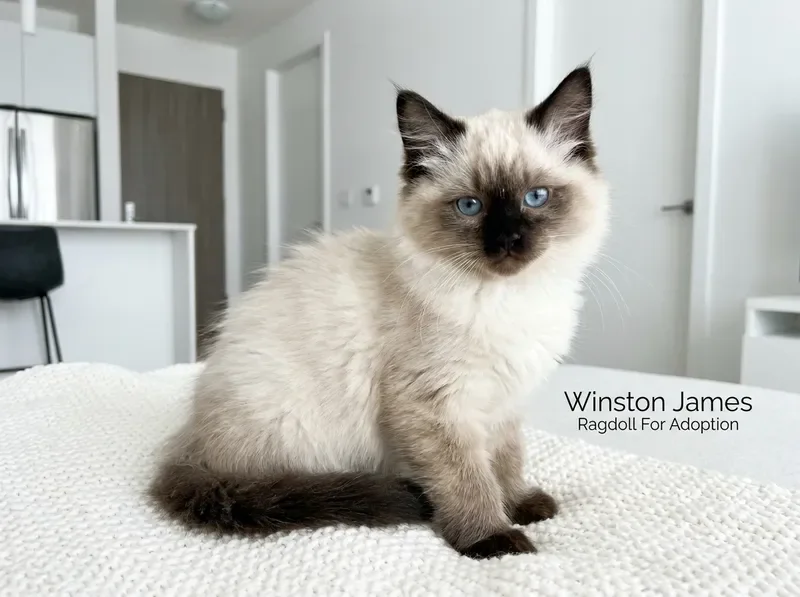 Luna - Seal Point Ragdoll Kitten