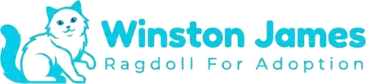 Winston James Ragdoll For Adoption